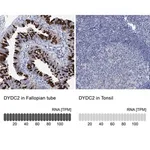 Merck Anti-DYDC2 antibody produced in rabbit