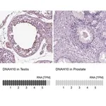 Merck Anti-DNAH10 antibody produced in rabbit