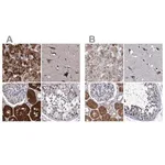 Merck Anti-CLPB antibody produced in rabbit