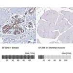 Merck Anti-SF3B6 antibody produced in rabbit