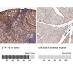 Merck Anti-STK17B antibody produced in rabbit