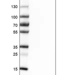 Merck Anti-ATP5I antibody produced in rabbit