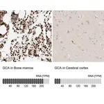 Merck Anti-GCA antibody produced in rabbit