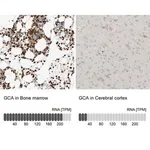 Merck Anti-GCA antibody produced in rabbit