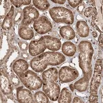 Merck Anti-ETAA1 antibody produced in rabbit