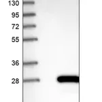 Merck Anti-CRYGS antibody produced in rabbit
