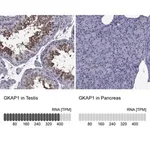 Merck Anti-GKAP1 antibody produced in rabbit