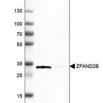 Merck Anti-ZFAND2B antibody produced in rabbit