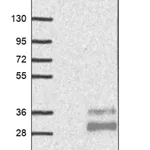 Merck Anti-CD99 antibody produced in rabbit