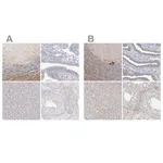 Merck Anti-LRP2BP antibody produced in rabbit