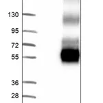 Merck Anti-SLC1A5 antibody produced in rabbit