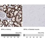 Merck Anti-BPHL antibody produced in rabbit