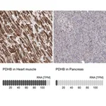 Merck Anti-PDHB antibody produced in rabbit