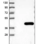 Merck Anti-PPIL6 antibody produced in rabbit