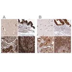 Merck Anti-EML4 antibody produced in rabbit