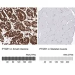 Merck Anti-PTGR1 antibody produced in rabbit