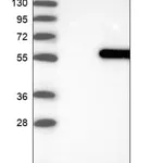 Merck Anti-RNPEPL1 antibody produced in rabbit