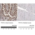Merck Anti-TTC7A antibody produced in rabbit