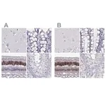 Merck Anti-CRX antibody produced in rabbit