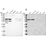 Merck Anti-SIAE antibody produced in rabbit