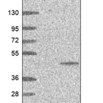 Merck Anti-PTER antibody produced in rabbit