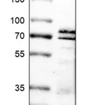Merck Anti-SIAE antibody produced in rabbit