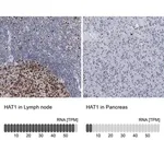 Merck Anti-HAT1 antibody produced in rabbit