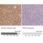 Merck Anti-NCAN antibody produced in rabbit
