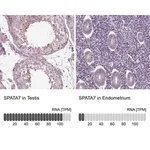 Merck Anti-SPATA7 antibody produced in rabbit