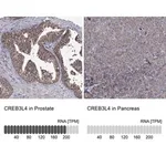 Merck Anti-CREB3L4 antibody produced in rabbit