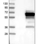 Merck Anti-SH3BP5L antibody produced in rabbit