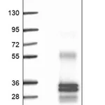 Merck Anti-GJB5 antibody produced in rabbit
