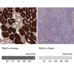 Merck Anti-PBLD antibody produced in rabbit