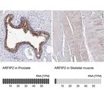 Merck Anti-ARFIP2 antibody produced in rabbit