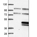 Merck Anti-NPRL2 antibody produced in rabbit