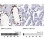 Merck Anti-SPATA7 antibody produced in rabbit