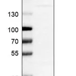 Merck Anti-C12orf65 antibody produced in rabbit