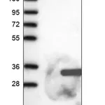 Merck Anti-FGFBP2 antibody produced in rabbit