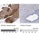 Merck Anti-MYOZ3 antibody produced in rabbit