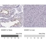 Merck Anti-IZUMO1 antibody produced in rabbit