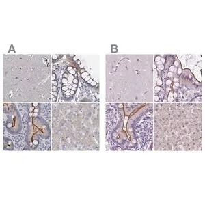 Merck Anti-ACY3 antibody produced in rabbit