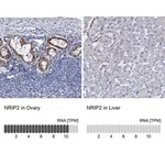 Merck Anti-NRIP2 antibody produced in rabbit