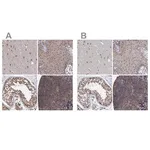 Merck Anti-PSMD4 antibody produced in rabbit