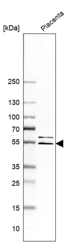 Merck Anti-EPYC antibody produced in rabbit