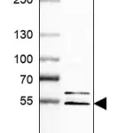 Merck Anti-EPYC antibody produced in rabbit