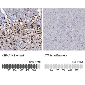 Merck Anti-ATP4A antibody produced in rabbit