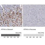 Merck Anti-ATP4A antibody produced in rabbit
