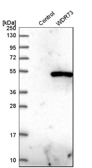 Merck Anti-WDR73 antibody produced in rabbit