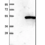 Merck Anti-WDR73 antibody produced in rabbit
