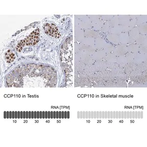 Merck Anti-CCP110 antibody produced in rabbit
